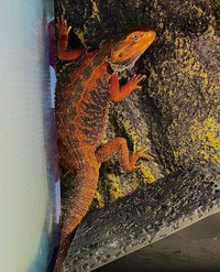 格好いいフトアゴヒゲトカゲもいます（提供：なちゅ麻呂の裏方さん）