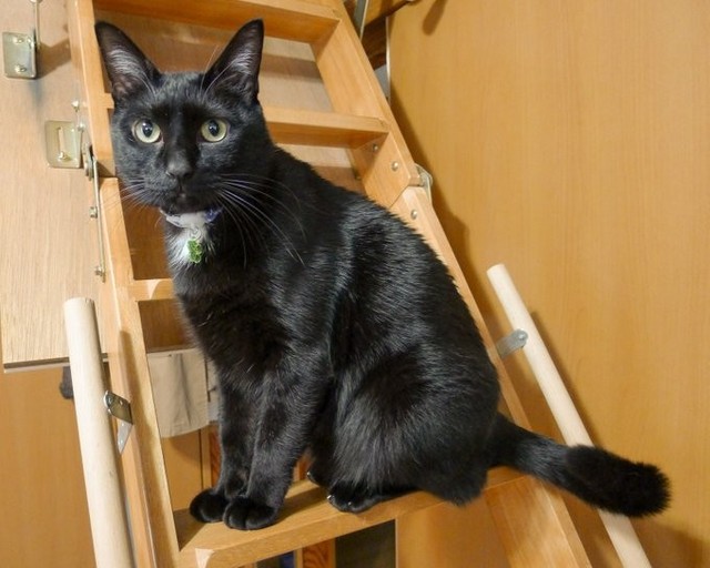 猫の心臓病の初期症状は「元気がない」「疲れやすい」などの小さな異変であるため、早期発見が難しい