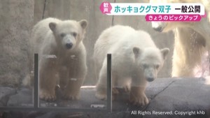 双子のホッキョクグマ　一般公開が始まる　名前の投票受け付け　仙台市八木山動物公園