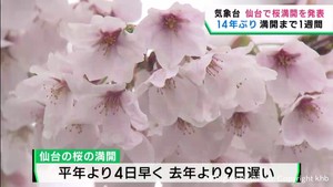 仙台で桜が満開　平年より４日早く前年より９日遅い
