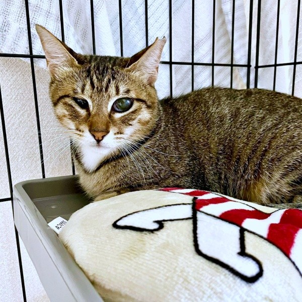 お迎え当日、ケージの中で過ごすあんずちゃん（画像提供：アシメEYEあんずさん）