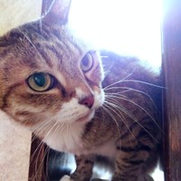 顔をのぞかせて様子をうかがうゆずちゃん（画像提供：バニラさん）