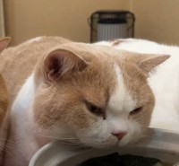 てんぷらさん、近すぎますよ・・・（「猫は液体(みかんとじろうさんち)」さん提供、YouTubeよりキャプチャ撮影）