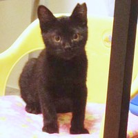 子猫時代の小さなちょびくん（画像提供：黒猫さん）