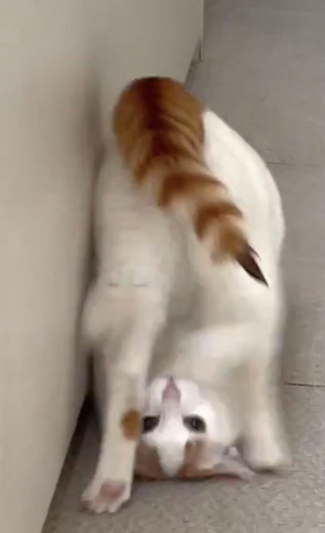でんぐり返しを披露するムーちゃん／猫専用賃貸 Gatos Apartmentさん（gatos_apartment）提供