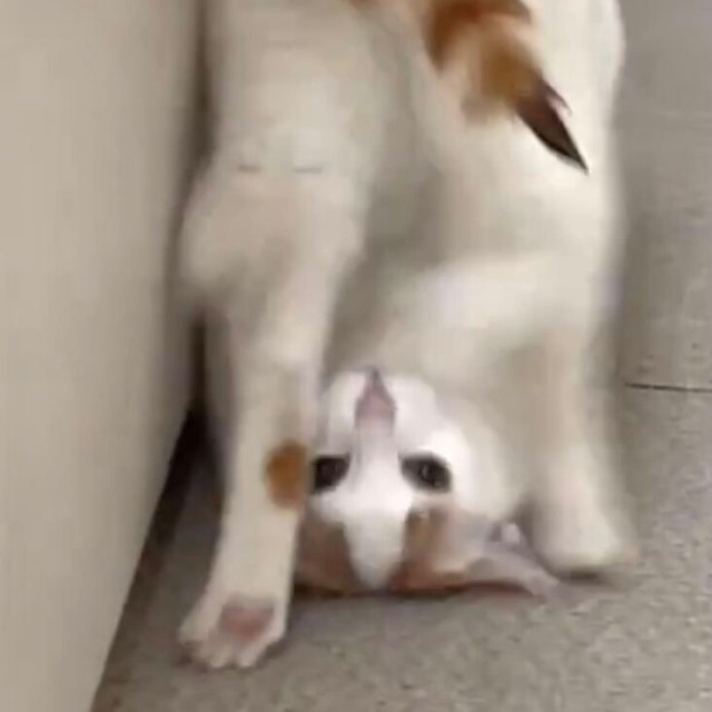 でんぐり返しを披露するムーちゃん／猫専用賃貸 Gatos Apartmentさん（gatos_apartment）提供