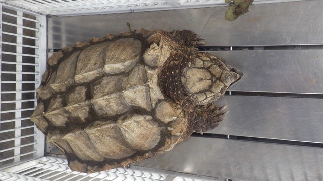 噛み付かれる危険も…香川・まんのう町でワニガメ見つかる