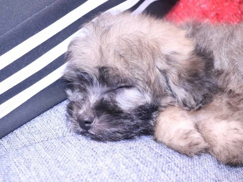 家に来たころのウル太