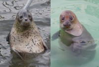 似てる…。なみへい（左）とカツオ（右）は親子です（おたる水族館提供）