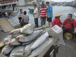尖閣マグロ漁、日本と台湾の漁師が本音でルール作り
