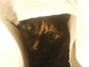 愛猫がくぎ付けのテレビ番組…　もう１匹はこたつで丸くなる