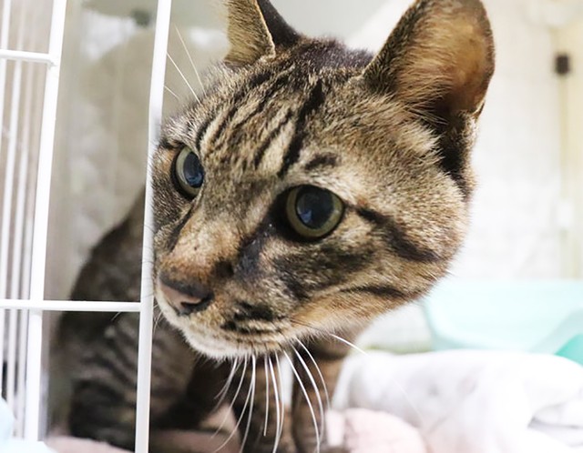 2023年の年末に、食品加工会社に姿を現すようになった川口くん