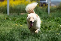 テオは見事幸せな第2の犬生をつかみました