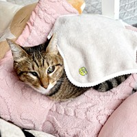 あたたかい座布団の上でくつろぐあんずちゃん（画像提供：アシメEYEあんずさん）