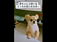 ベビーベッドと飼い主さんの間で二足立ちになるハナちゃん（画像提供：うわうわ犬のハナさん）