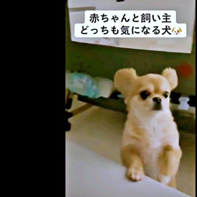 ベビーベッドと飼い主さんの間で二足立ちになるハナちゃん（画像提供：うわうわ犬のハナさん）