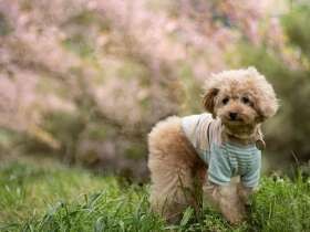 桜と一緒にパチリ！　昭和チックなお顔のトイプー「小麦」