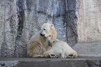 バフィンとモモ 授乳中（20171102 浜松市動物園提供）