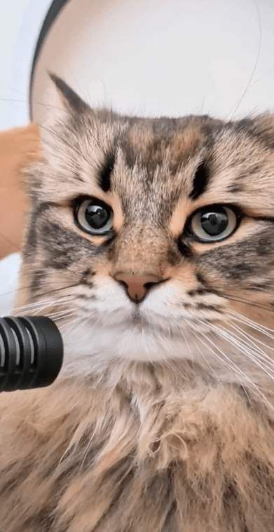 凛々しい顔でカメラに目を向ける姿も愛らしい（提供：ヤマネコさん）