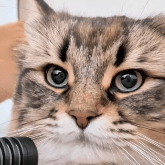 凛々しい顔でカメラに目を向ける姿も愛らしい（提供：ヤマネコさん）