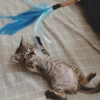 活発に遊ぶ子猫時代のつゆちゃん