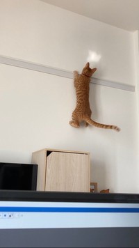 「家を傷つけそうなほうの写真」というひと言とともに投稿された写真、その2（画像提供：むぎと人間さん）