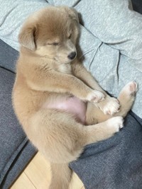 子犬さんのぽんぽこりんのお腹　画像提供／あさぎさん