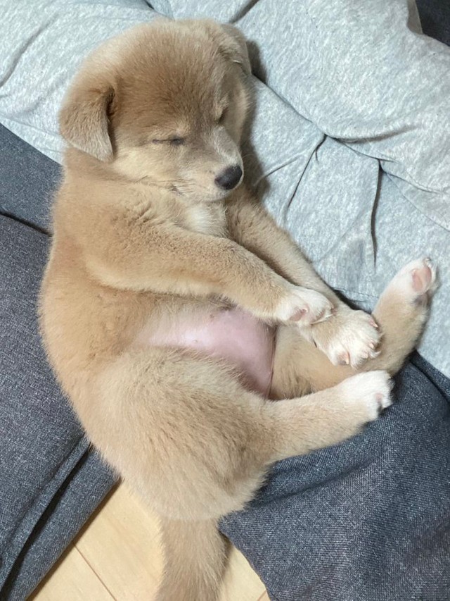 子犬さんのぽんぽこりんのお腹　画像提供／あさぎさん