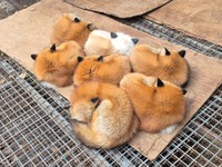 ドラゴンボール？願いが叶いそうな可愛さ