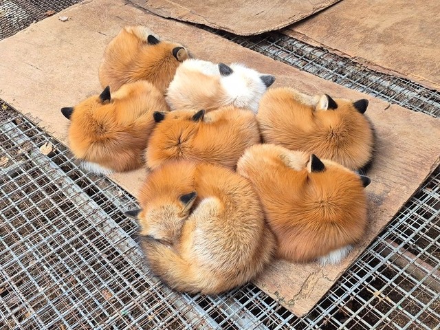 ドラゴンボール？願いが叶いそうな可愛さ