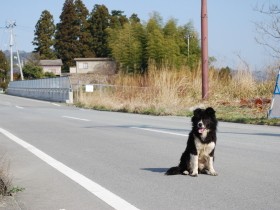 10年前の春、20キロ圏に取り残された動物たち　悲惨な現実があったことを忘れない