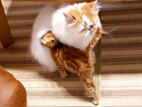 行ったり来たりしながら、ちくわくんのお腹にすり寄るこっこくん（画像提供：録さん）