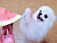 「スイカちょうだい！」高速くれくれするこまちちゃん（画像提供：comatemaさん）