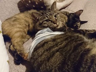 猫は体臭で「友情」を確かめ合う？！　お風呂上がりの工夫