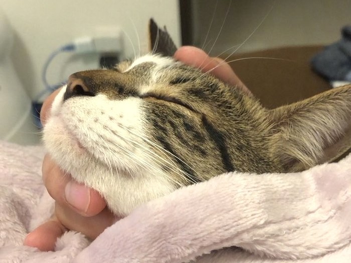 ゴロゴロゴロゴロ♪