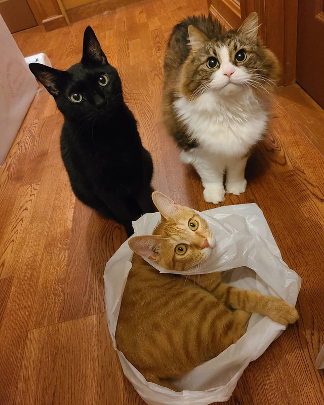 レジ袋で遊んでいたら、先住猫たちが集まってきた。