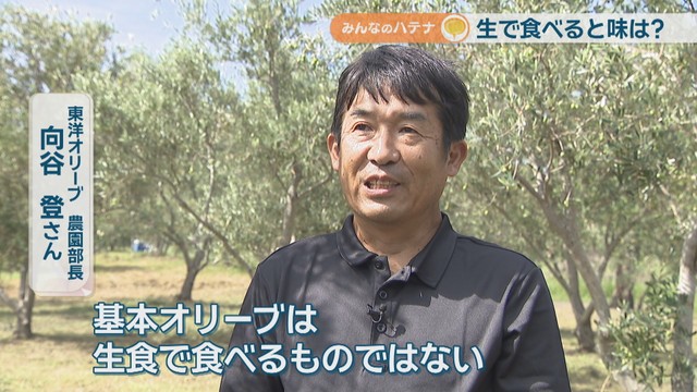 東洋オリーブ農園部長／向谷登さん