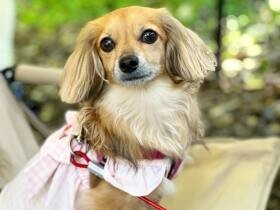 台風直撃時の出来事　小さな体で飼い主さんを守ろうとする優しいチワックス「小夏」