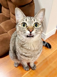 「そのおもちゃ、ちょうだい！」アピールするふうかちゃん（画像提供：すずつむふうさん）