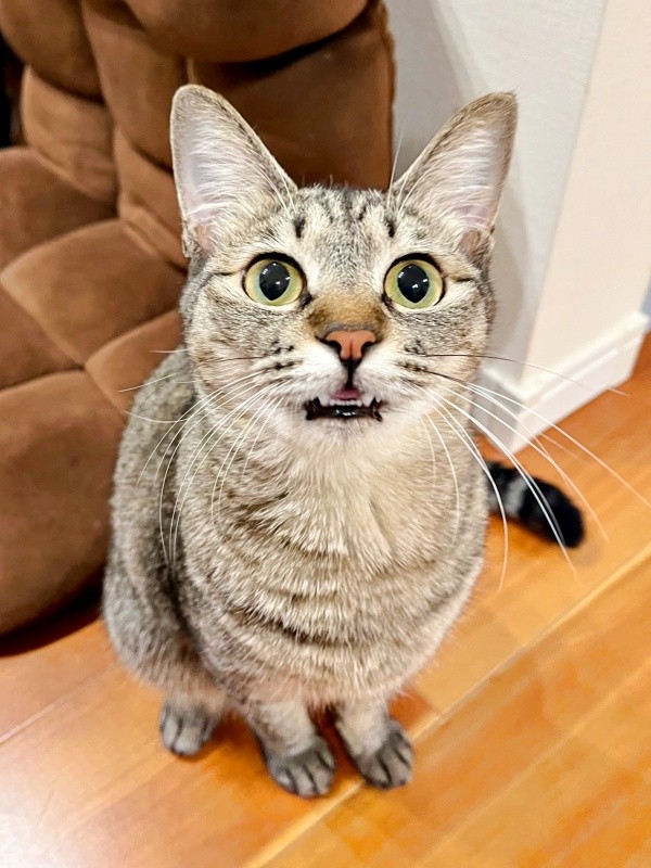 「そのおもちゃ、ちょうだい！」アピールするふうかちゃん（画像提供：すずつむふうさん）