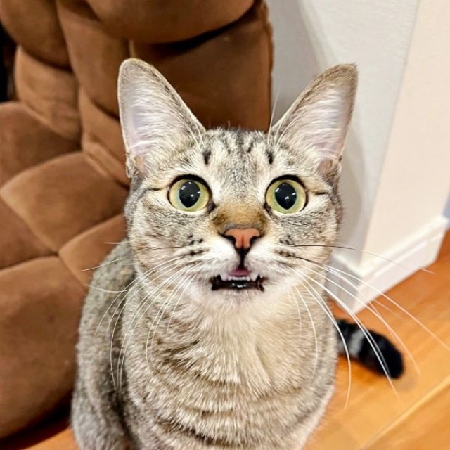 「そのおもちゃ、ちょうだい！」アピールするふうかちゃん（画像提供：すずつむふうさん）