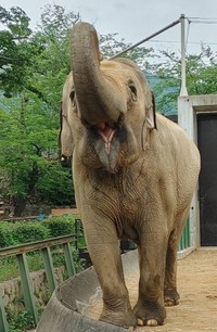 まん丸笑顔のズゼ