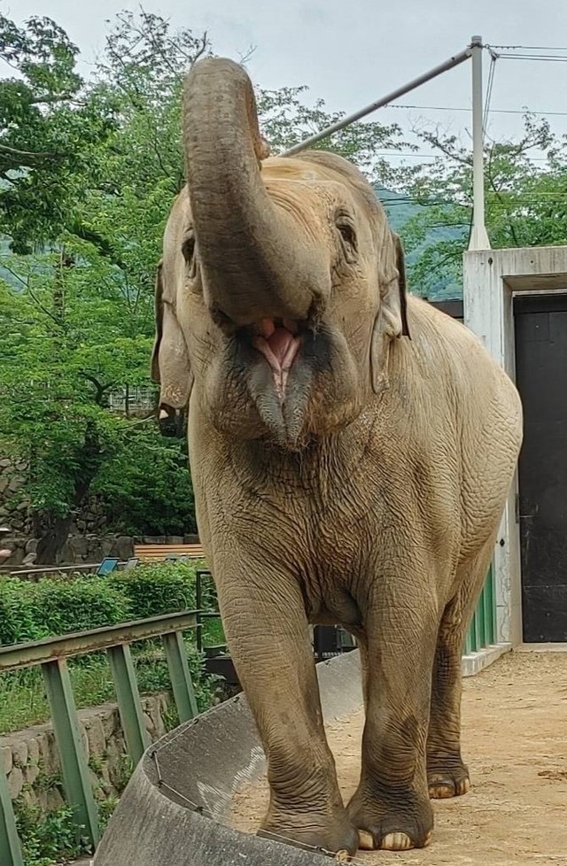 まん丸笑顔のズゼ