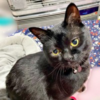 2021年12月、1歳を迎えた望那くん（画像提供：彩月&萌花にゃんさん）