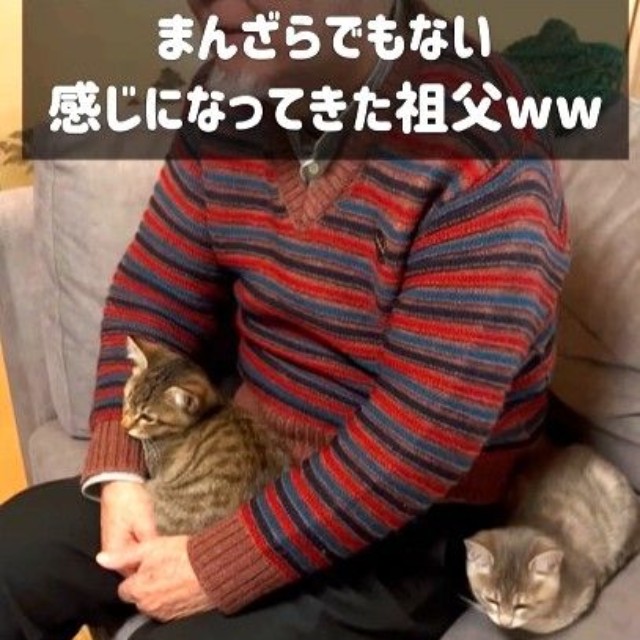 ジージは子猫に懐かれてまんざらでもない感じに！（猫と音楽家さん、Instagramよりキャプチャ撮影）