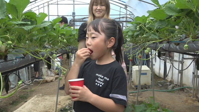 イチゴの収穫を体験する小学生　香川・土庄町　8日