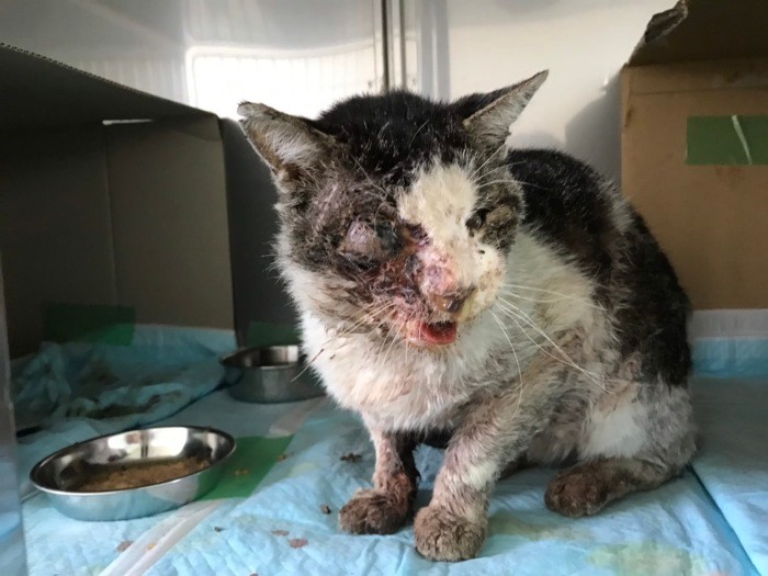 「びっくりしないでね。センターに収容されていた時のボクだよ。無治療で、あごが痛くて食べられず、そのまま（さつしょぶん）というところだったんだ」（ときえさん提供）