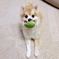 「これで遊ぼう！」 飼い主さんにアピールするぱるくん（画像提供：でかポメのぱるさん）