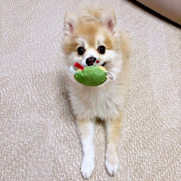 「これで遊ぼう！」 飼い主さんにアピールするぱるくん（画像提供：でかポメのぱるさん）