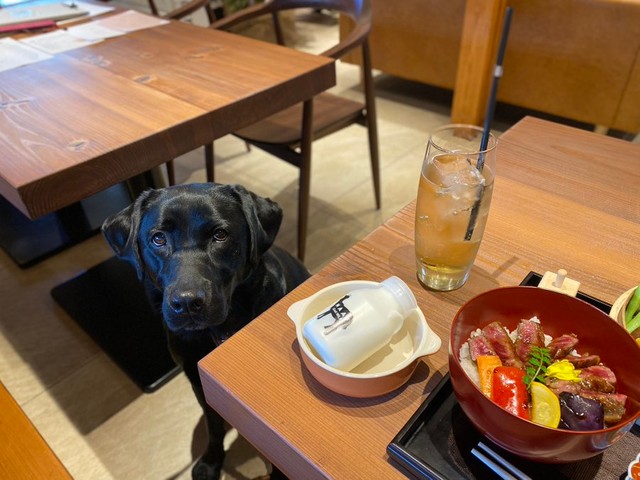 今日はドッグカフェにお出かけ。落ち着いて待っていられます＝黒ラブのエマさん（@emma_kurolab）提供